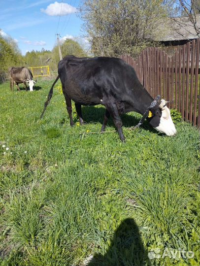 Корова стельная