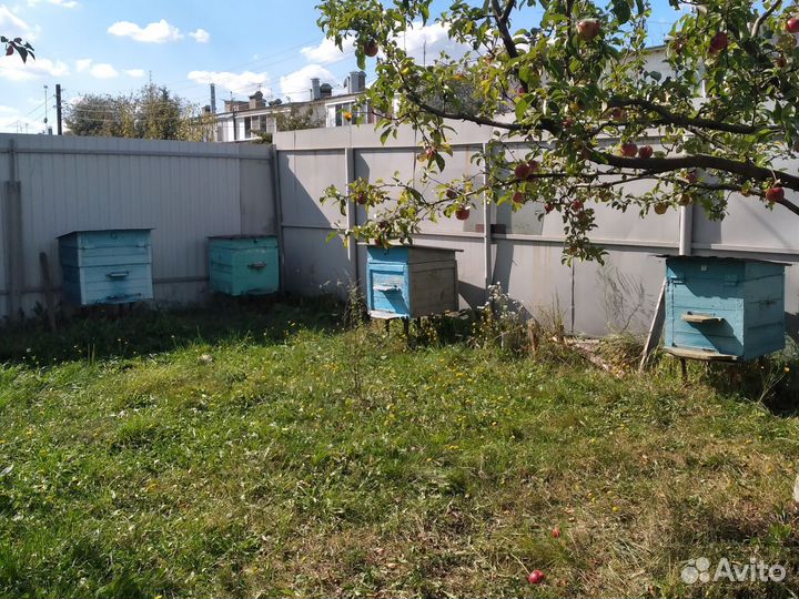 Ульи с пчелами