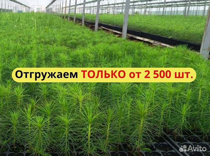 Сеянцы ели европейской зкс