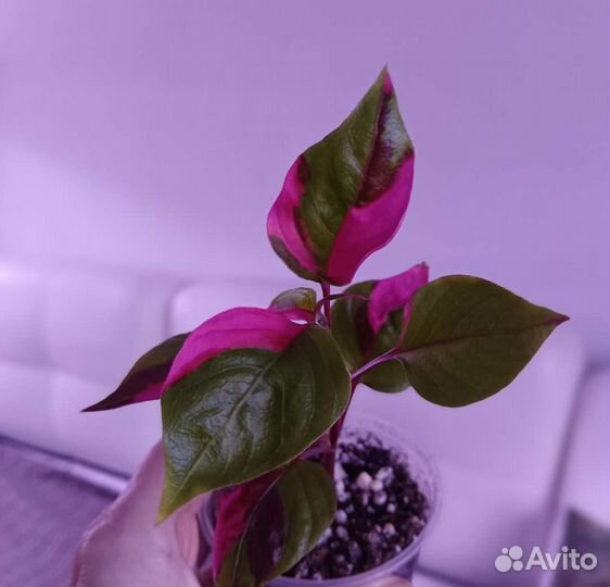 Альтернантера