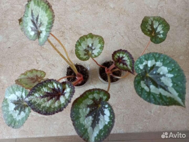 Сортовые бегонии