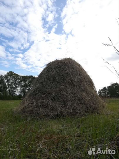 Сено для животных