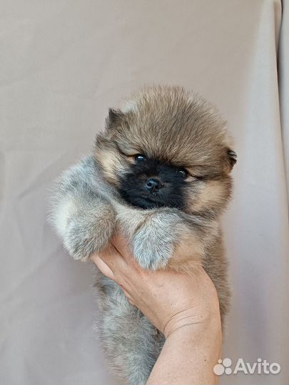 Померанский шпиц