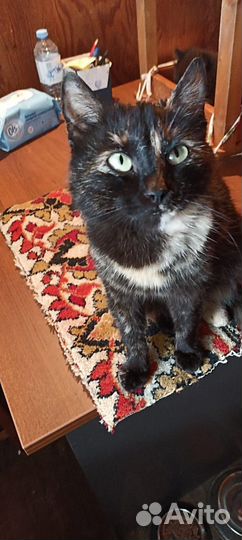 Спасти Добрую Кошку, доставим. лоток на отлично