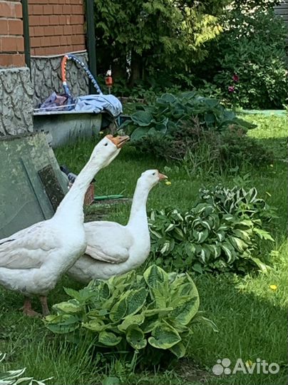 Индоутята, гусята