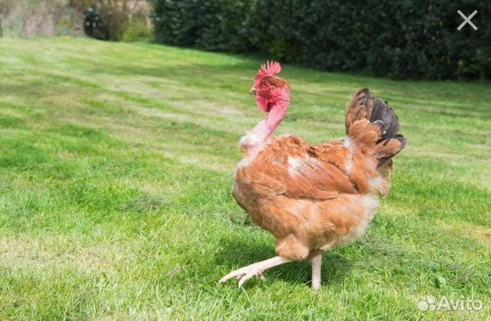 Молодые петухи