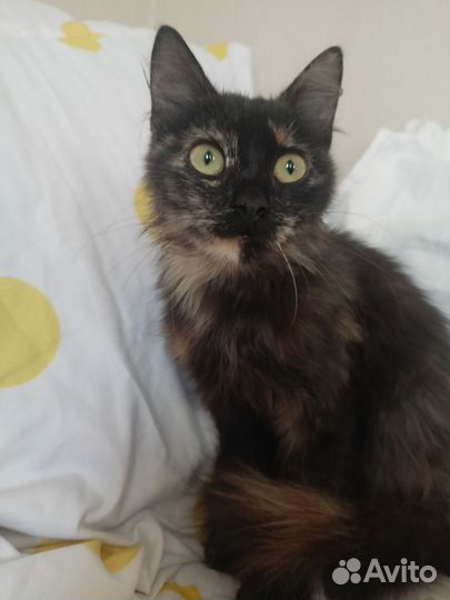 Котенок в добрые руки