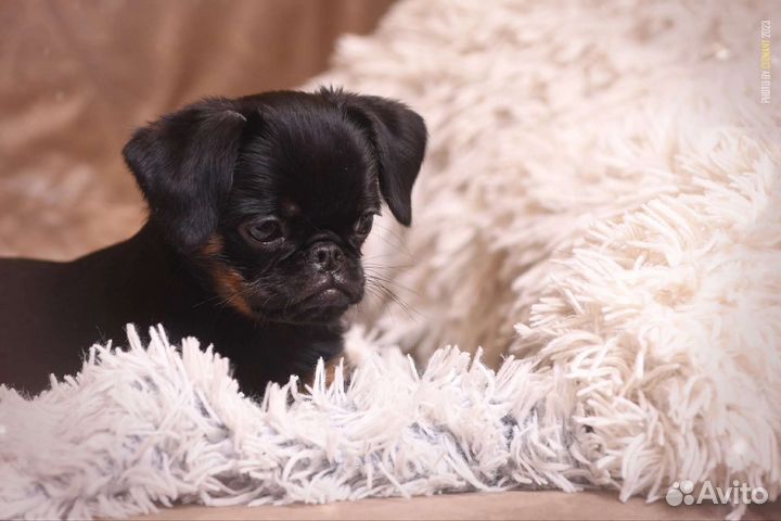 Пти брабансон