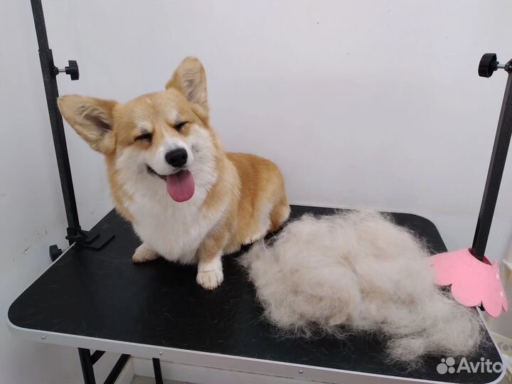 Груминг собак и кошек