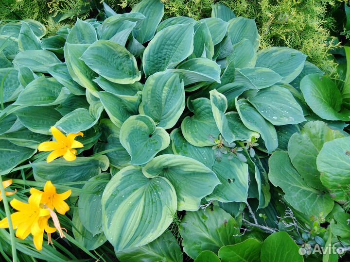 Хоста(коллекция саженцев)