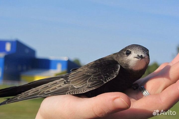 Корм для стрижей