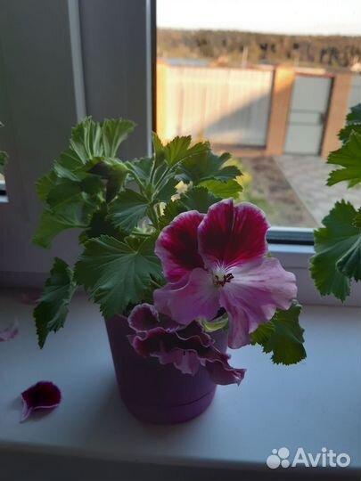 Пеларгония герань