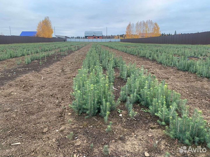 Сеянцы. Ель, сосна