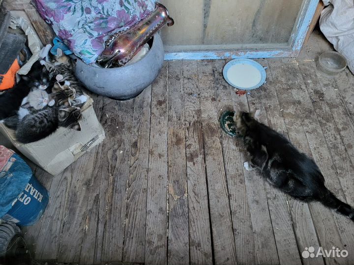 Котята в добрые руки