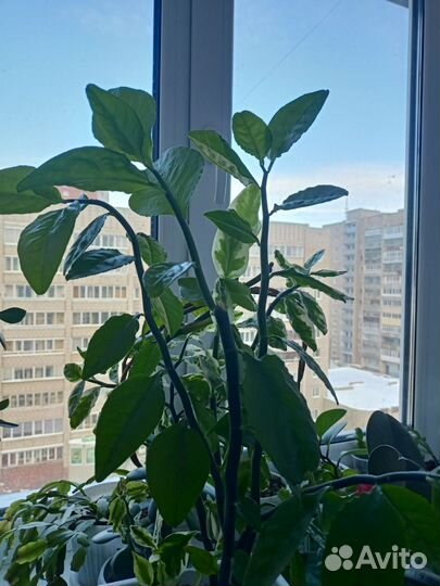 Педилантус