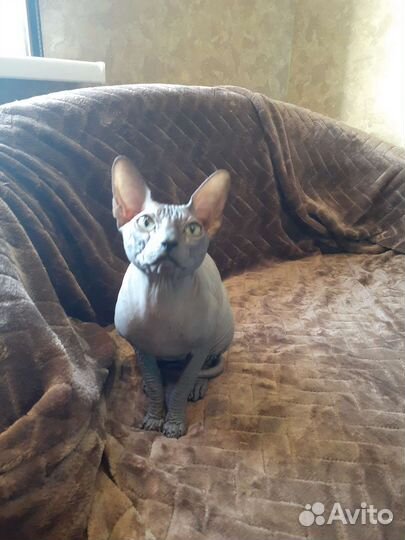 Канадский сфинкс вязка