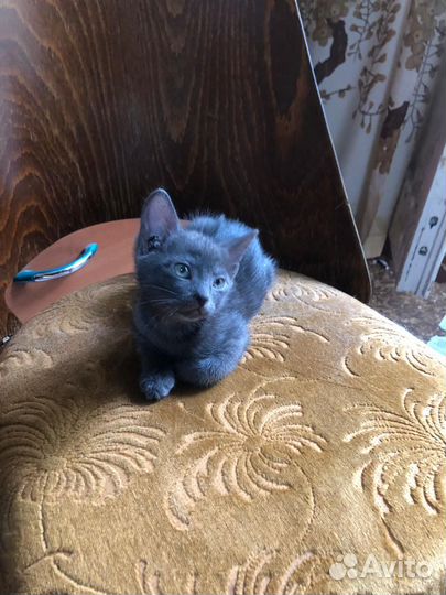 Котята бесплатно