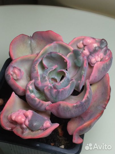 Суккуленты