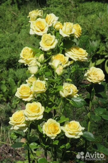 Роза Кронос