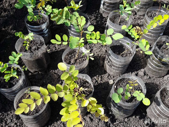 Белая акация