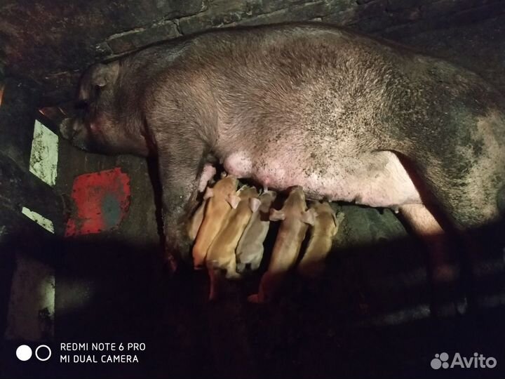 Поросята Дюрок