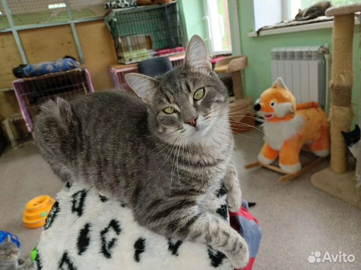 Кот Максик