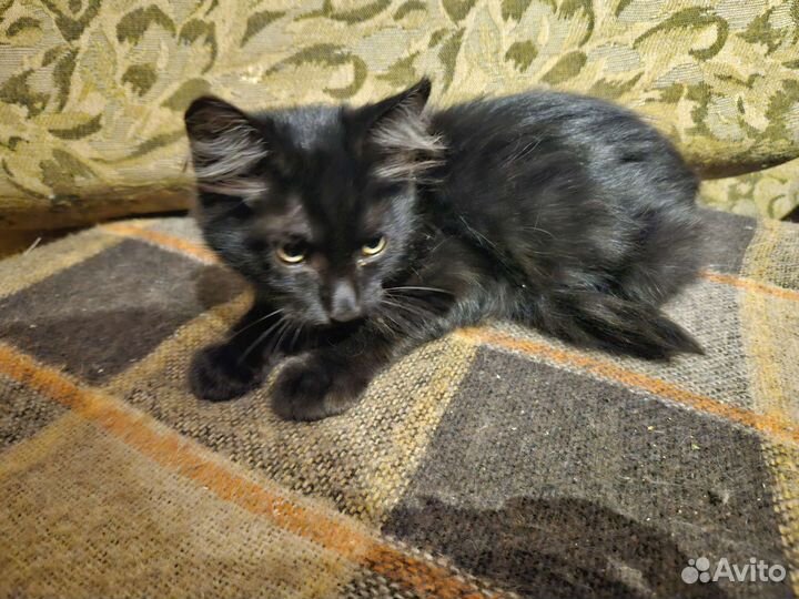 Котёнок чёрный