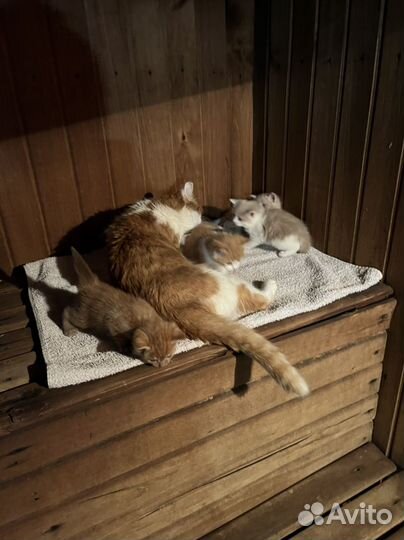 Котята отдам в добрые руки бесплатно