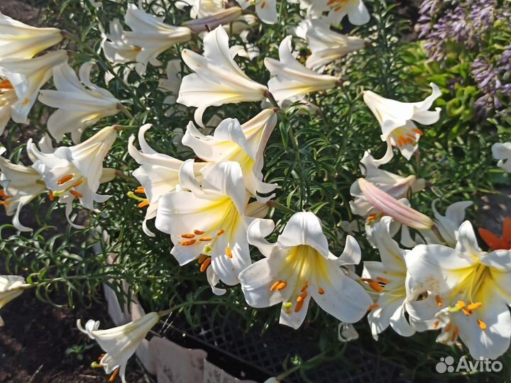 Лилии белые луковицы