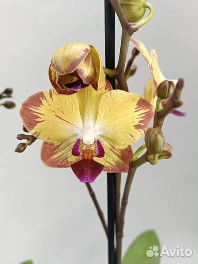 Орхидея Фаленопсис Папугай Papagayo