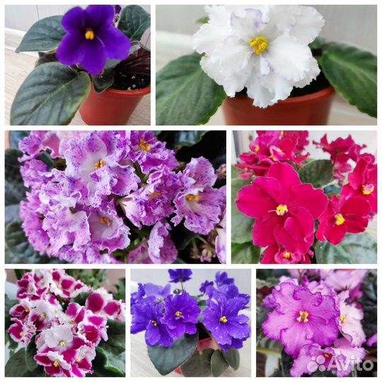 Фиалки, Фикусы, Цикламены, Аглаонема, Пеларгонии