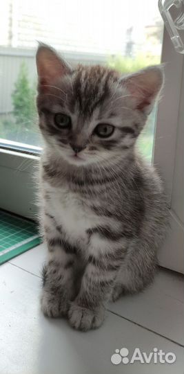 Шотландский котёнок