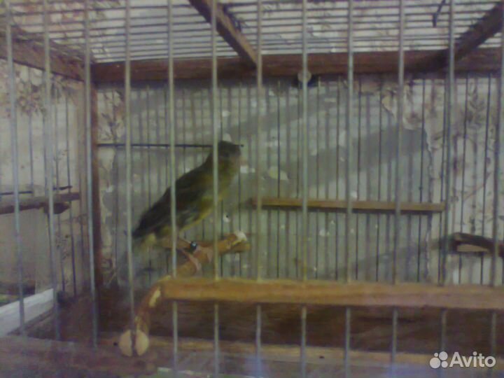 Кенаря и Кенарки Волнистые попугаи