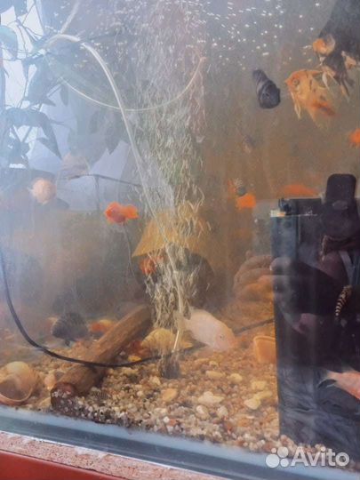 Укрытия домики для рыбок рыбки в аквариум цихлиды