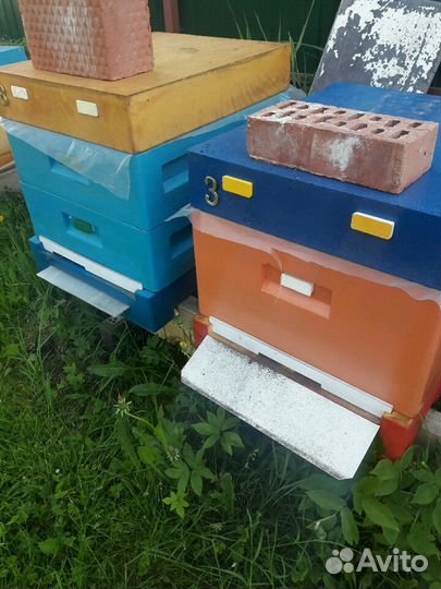 Пчелы породы Бакфаст не привозные