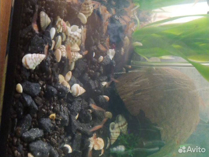 Аквариумные креветки вишня