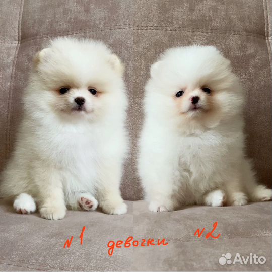 Мини шпиц(мальчики и девочки)