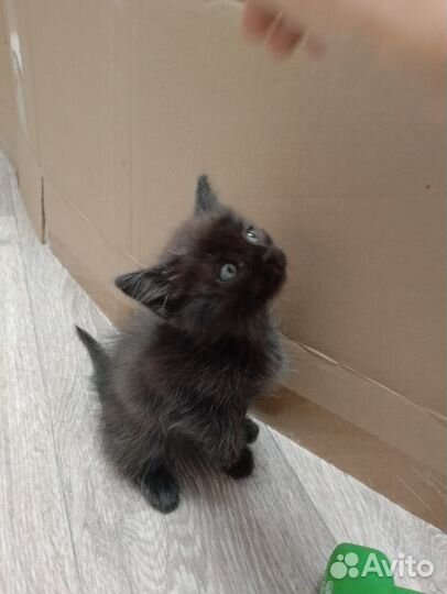 Кошка в дар