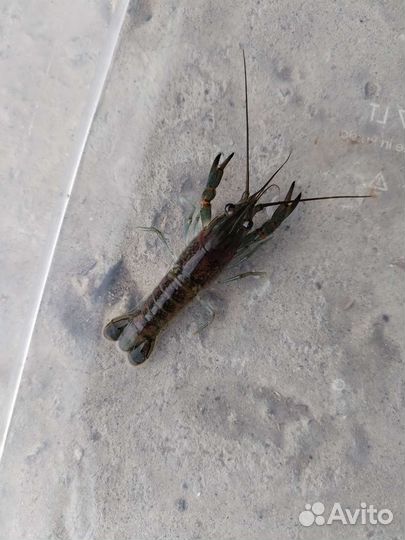 Австралийский рак