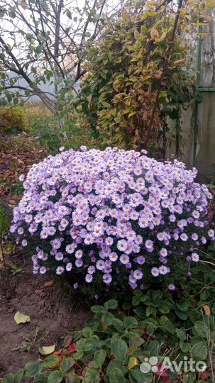 Октябринки (шаровая)