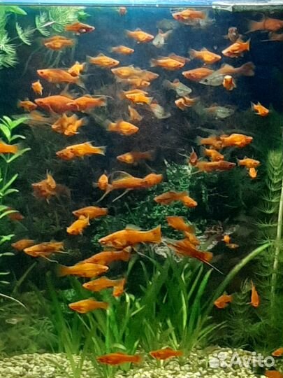 Гуппи,меченосцы,аквариумные растения