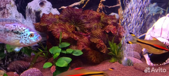 Нимфея тигровая красная