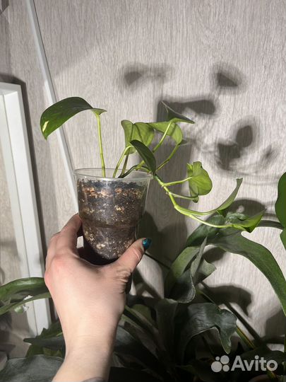 Сциндапсум или эпипренум