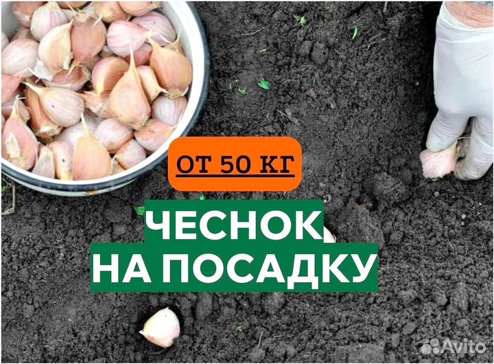 Чеснок. Семена