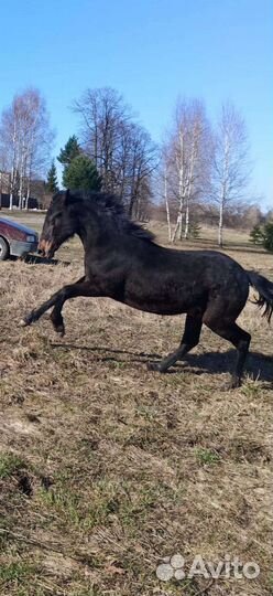 Лошадь жеребец