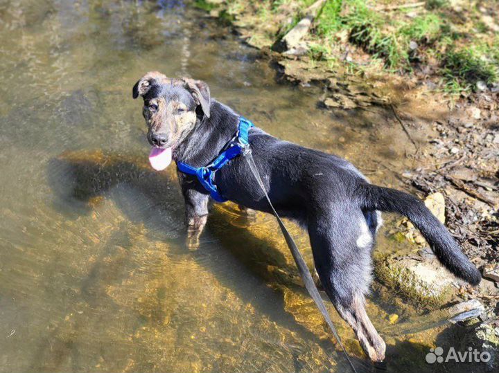 Спасенный тигровый подросток пёсик