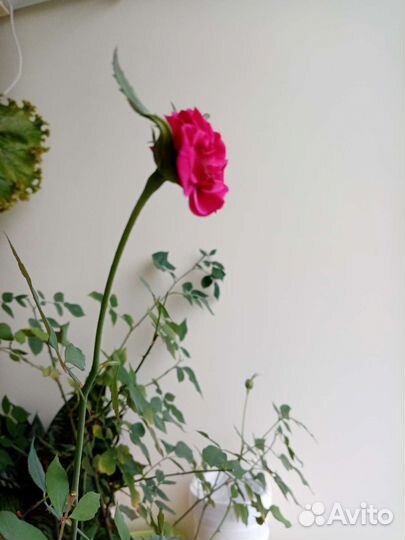 Роза бенгальская
