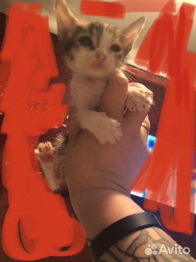 Котята мини в добрые руки