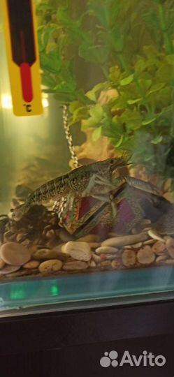 Мраморный рак