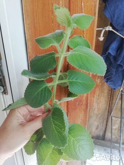 Плектрантус